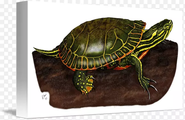 盒形海龟画的海龟博克梅尔克红熊猫-画过的海龟