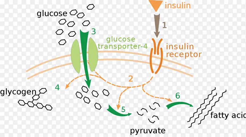 胰岛素血糖，胰高血糖素GLUT 4糖尿病-血液