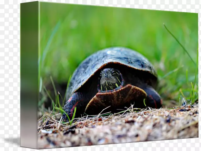 箱形龟陆生动物彩绘龟