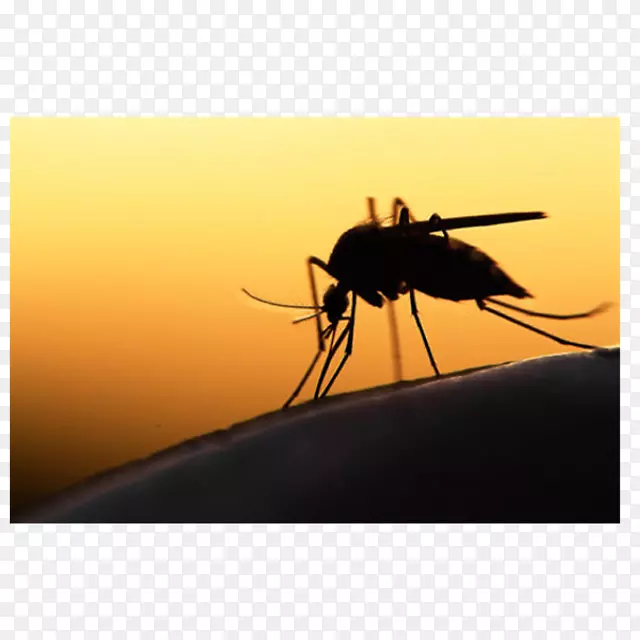 蚊虫传播疾病2015-16寨卡病毒流行寨卡热-蚊子传播疾病