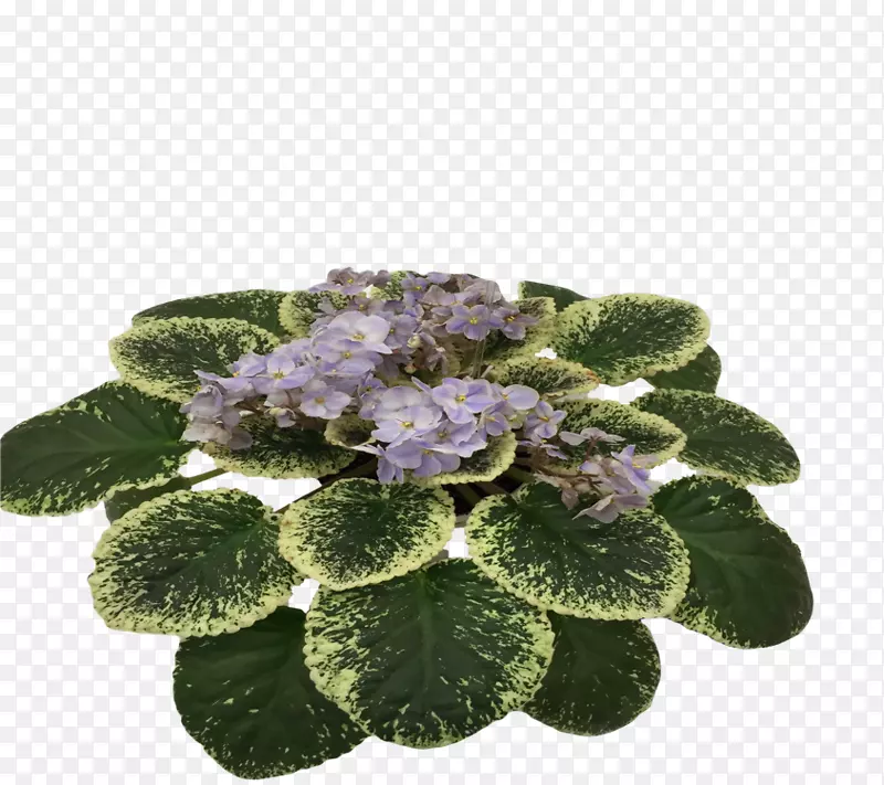 非洲紫罗兰草本植物