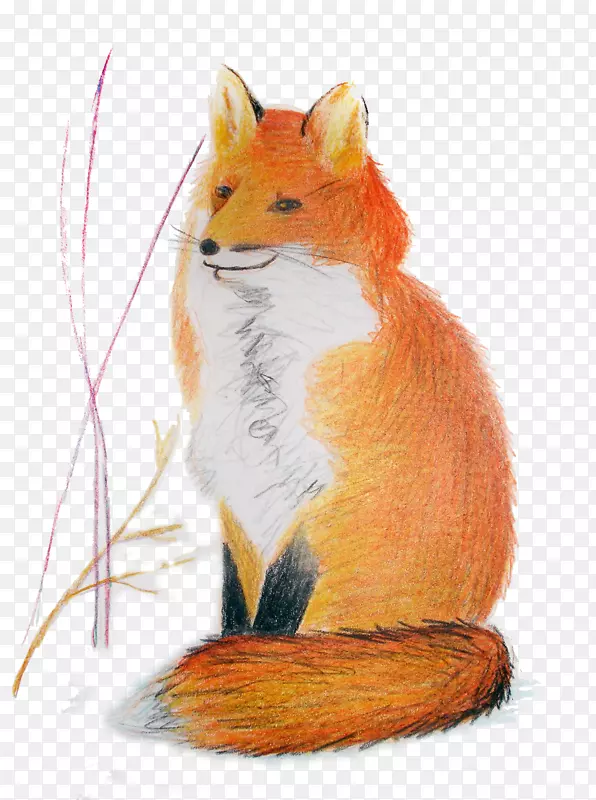 红狐鼠须狐新闻-狐狸松鼠
