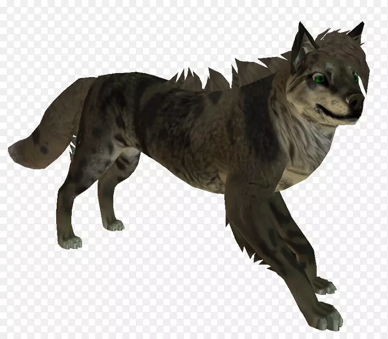 灰狼猫毛陆生动物尾猫