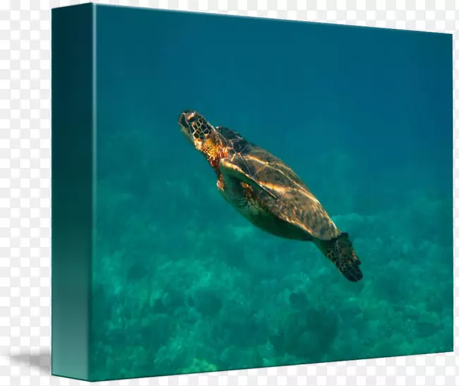甲鱼海龟池塘海龟海洋生物-海龟