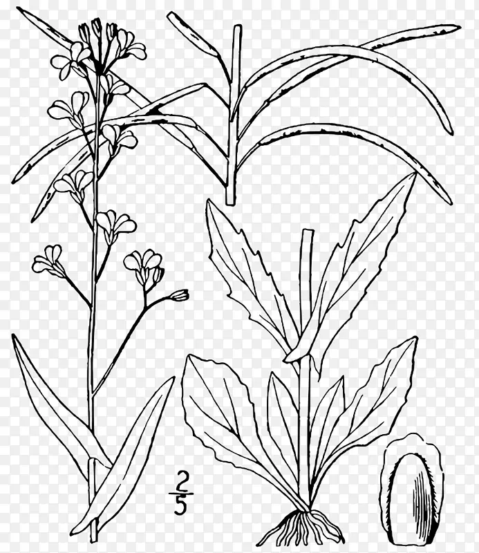 拟南芥植物