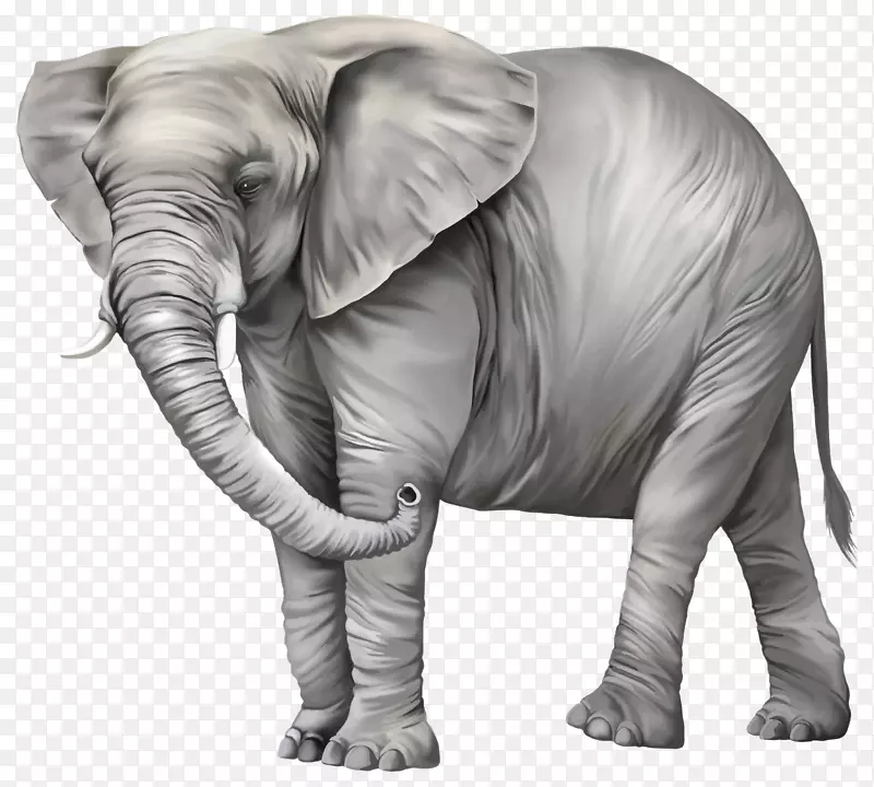 亚洲象剪贴画-艾尔福希特(Elephantidae亚洲象剪贴画)