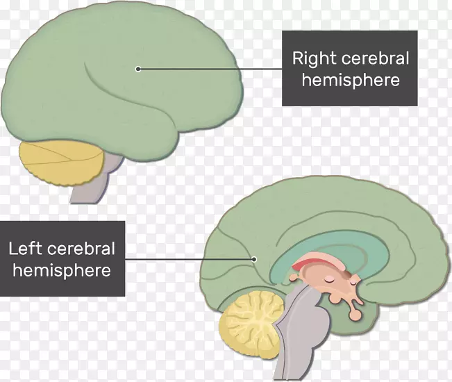脑干人脑神经系统功能-脑