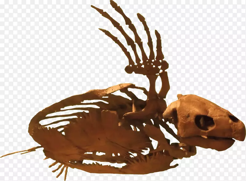 原生动物爬行动物海龟古生物化石龟