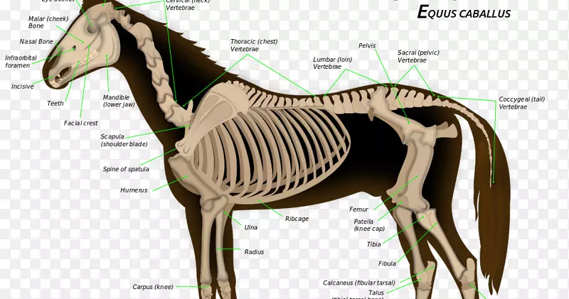 马的骨骼系统解剖骨架-马