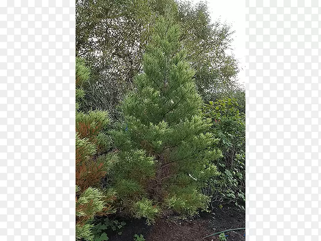 云杉、松、落叶松、杉树-巨杉PNG图片素材下载_图片编号2942824-PNG素材网