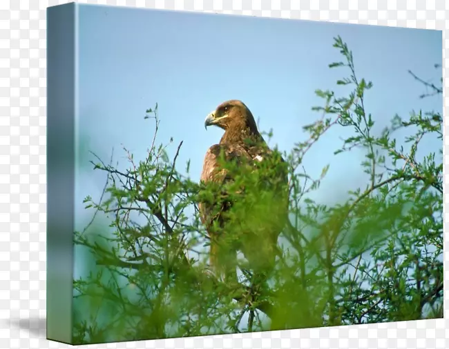 生态动物喙-法国帝国鹰