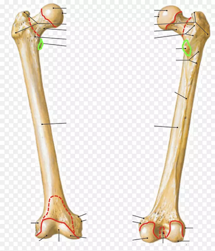 男性股骨粗隆窝解剖-人体
