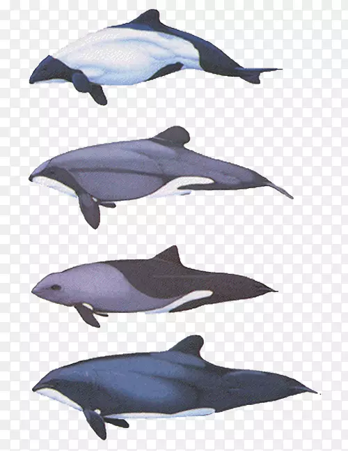 拉普拉塔海豚河海豚北露脊鲸海豚宽吻海豚座头鲸海豚