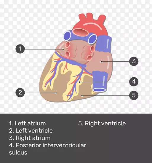冠状动脉，室间后动脉，心脏，冠状动脉循环-心脏