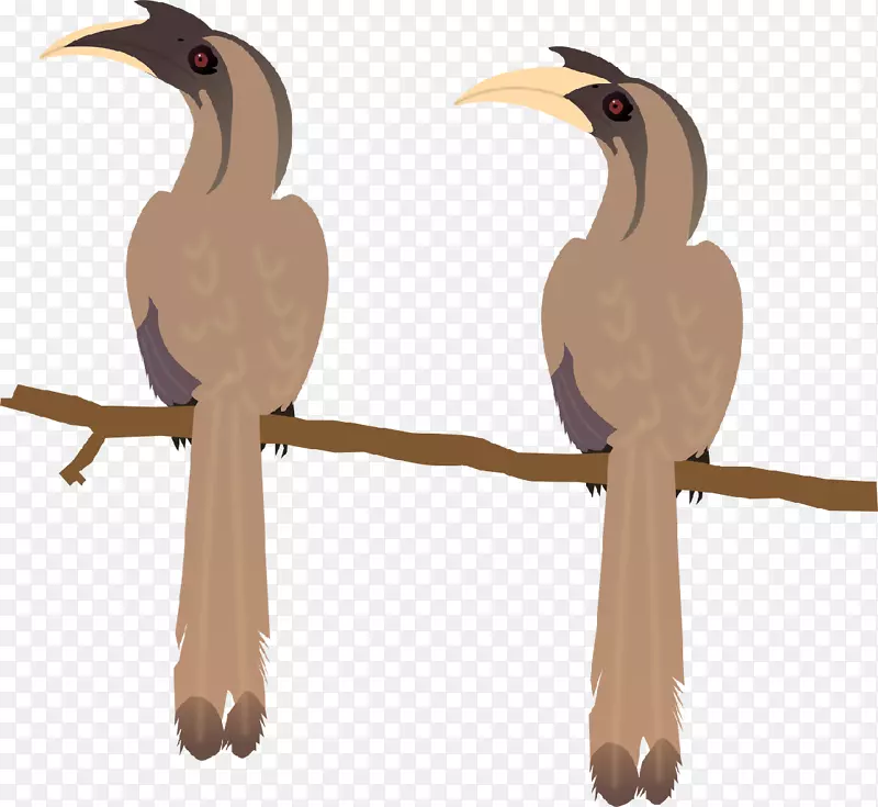 喙鸟，印度灰角鸟，马拉巴灰角鸟，非洲灰角鸟-鸟