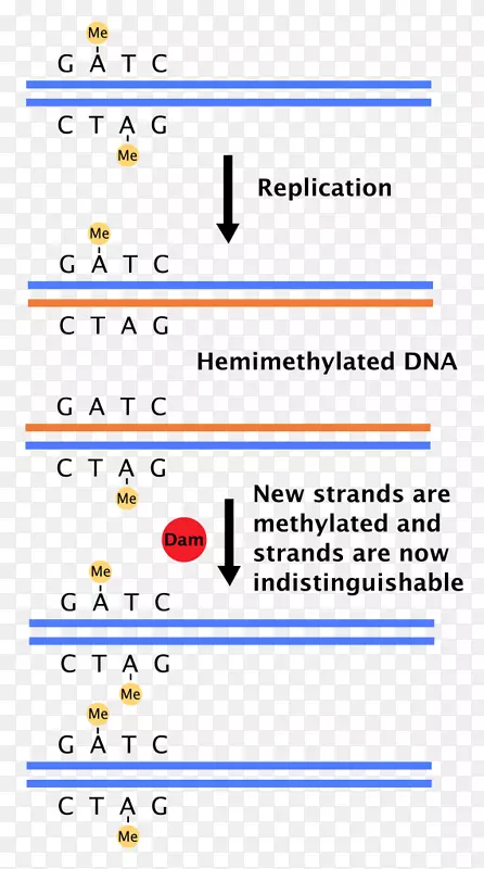DNA复制甲基化DNA错配修复甲基化DNA免疫共沉淀