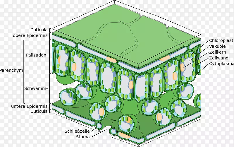 栅栏细胞叶光合作用功能组织叶