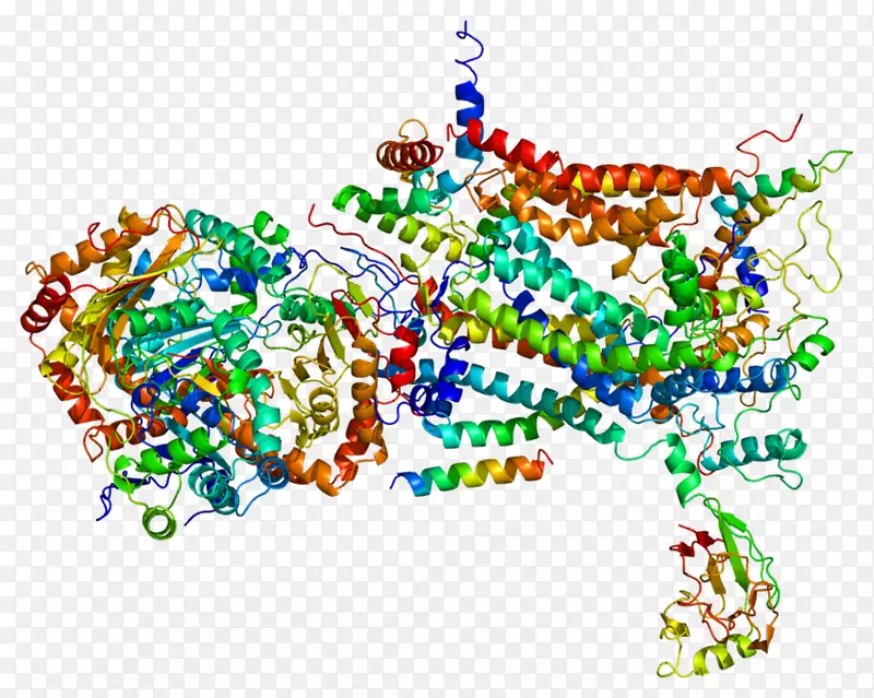 uqcrc 1辅酶Q-细胞色素c还原酶细胞色素C1 Rieske蛋白细胞色素b-细胞色素P 450还原酶