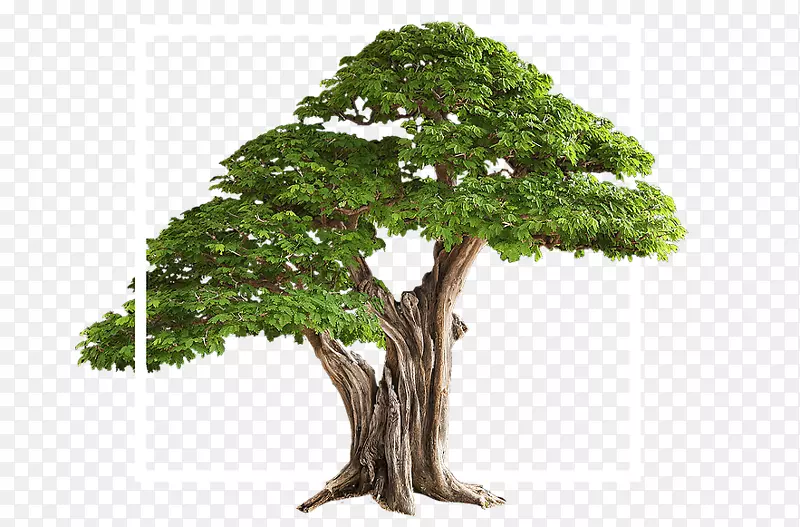 平面设计zee泰米尔徽标树-极客我的树公司
