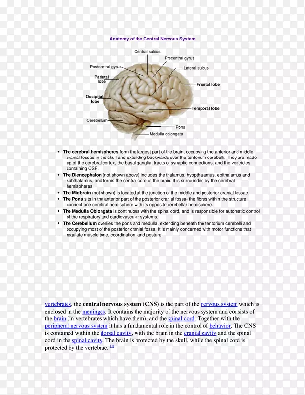 大脑中动脉大脑皮层有机体-脑