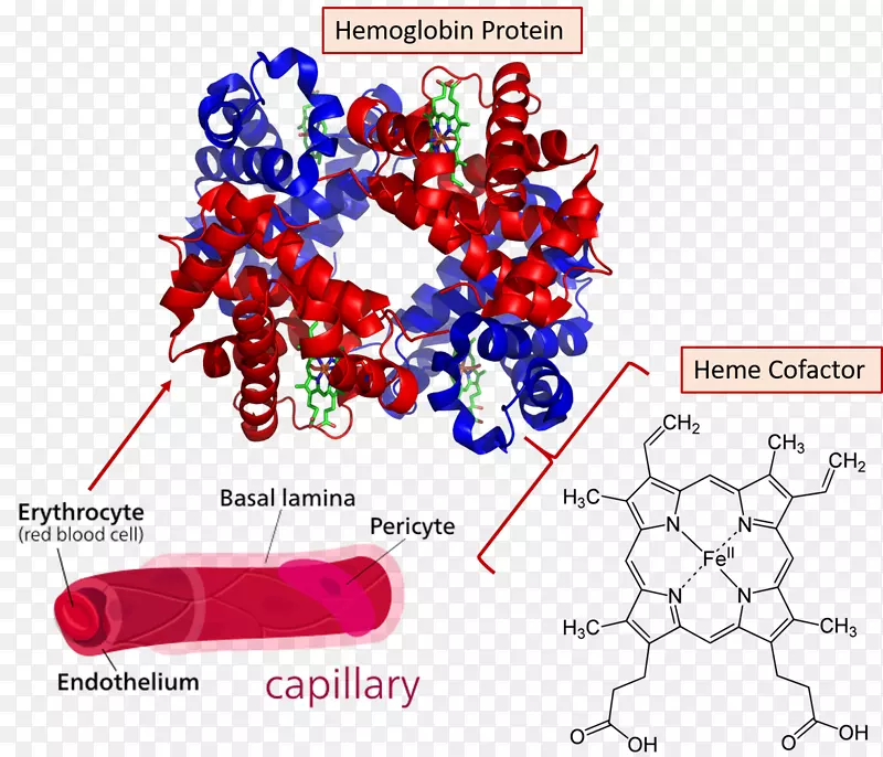 血红蛋白分子结合红细胞血红素血