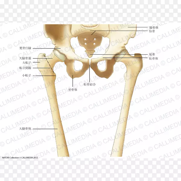 人骨骼-股骨粗隆间线