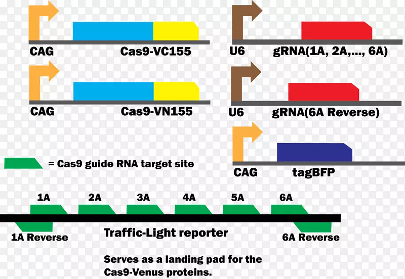 国际基因工程机器Cas9融合蛋白dna结合蛋白序贯逻辑