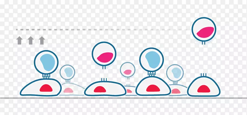 细胞-细胞相互作用ASCB embo 2017-设计