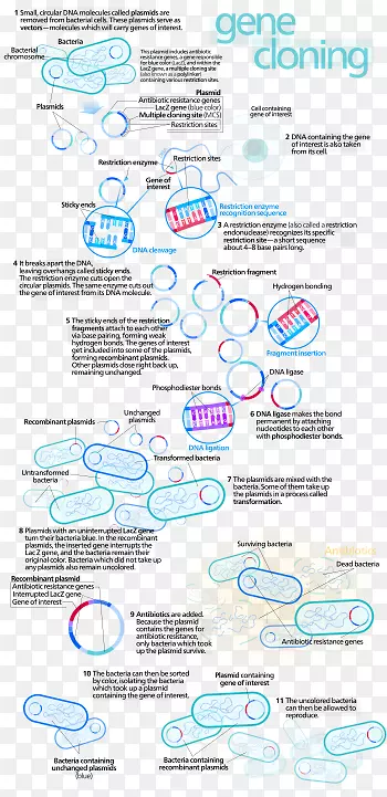 分子克隆遗传学dna-USMLE步骤3