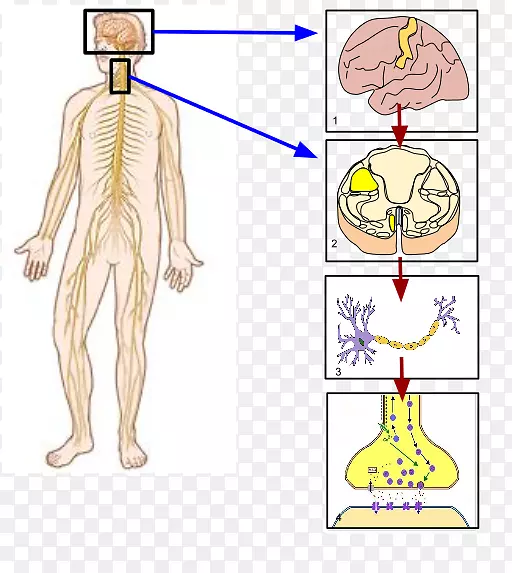 躯体神经系统周围神经人体脑