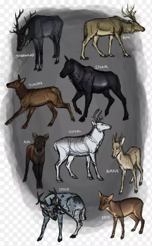 驯鹿，犬科动物，麋鹿-驯鹿