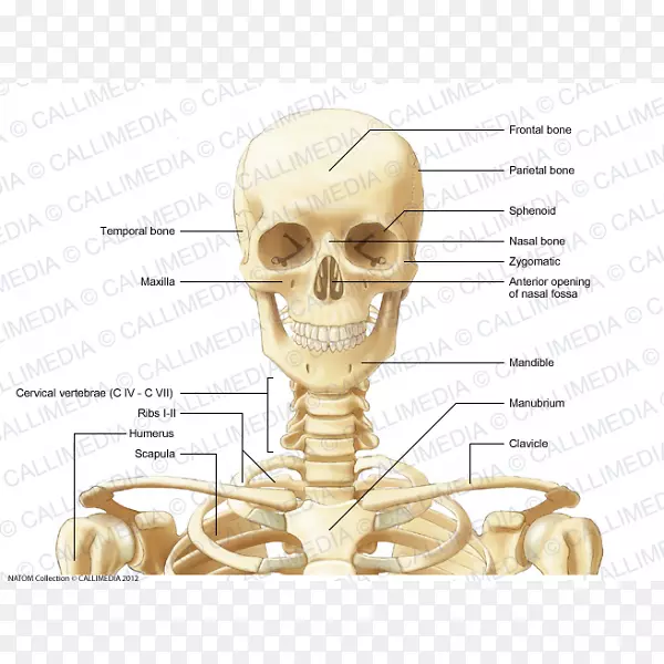 颈骨前三角解剖人骨骼-颅骨