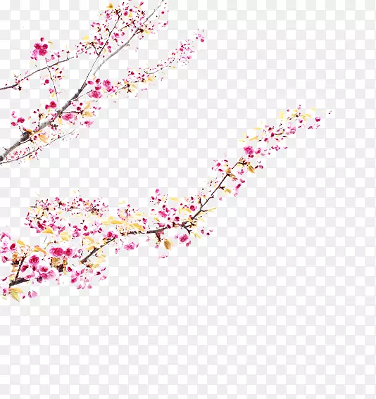 樱桃花粉红色m瓣，长150分钟v.unc.nr-樱花