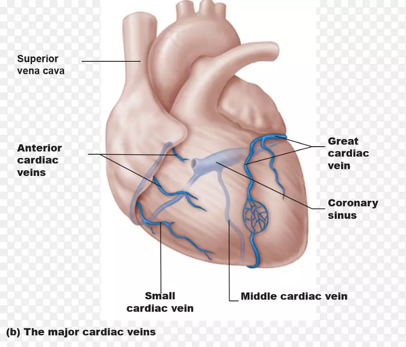冠状动脉循环冠状窦冠状动脉大心脏静脉心脏-心脏