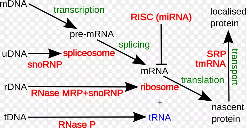 非编码rna非编码dna编码区核糖体rna
