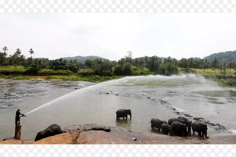 斯里兰卡水资源Elephantidae水井湖