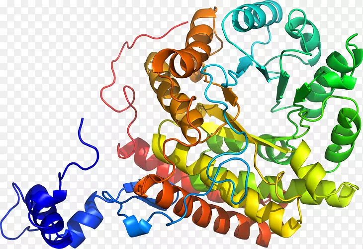 ART生物剪辑ART-甲基丙二酰可可变位酶