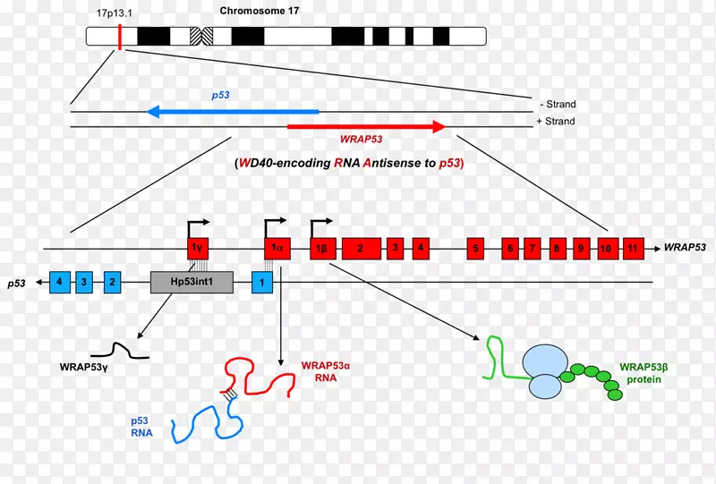 包装53基因外显子反义RNA脊髓性肌萎缩症