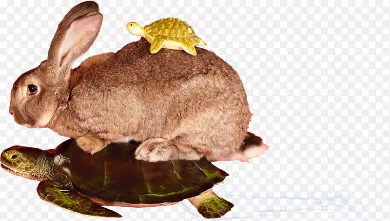 家养兔盒龟