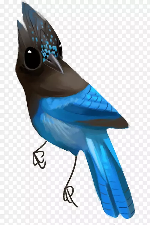 蓝鸟钴蓝羽喙-羽毛