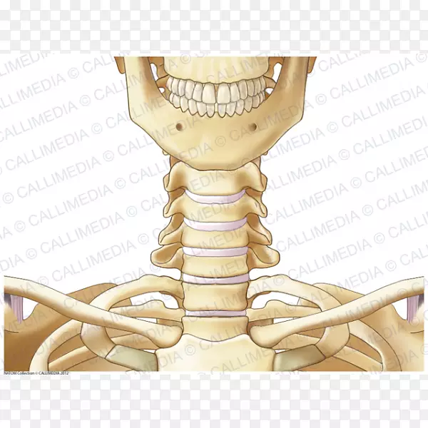 关节骨骼骨颈解剖.骨骼