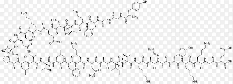 内啡肽β-内啡肽神经肽激素神经递质