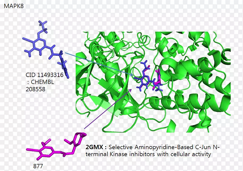 脯氨酰异构酶丝裂原活化蛋白激酶顺反异构化c-jun n末端激酶异构化