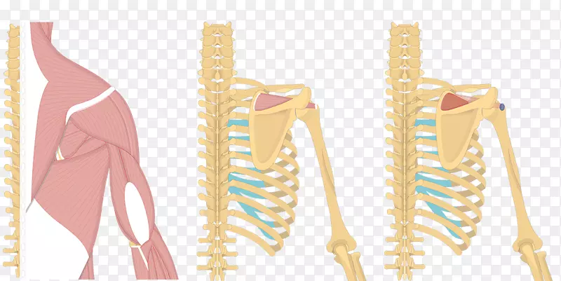 肩胛背阔肌起源与插入肌下肌系