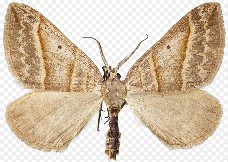 家蚕棕色屋蛾毛茸茸的蝴蝶，有翅膀的蝴蝶，蝴蝶