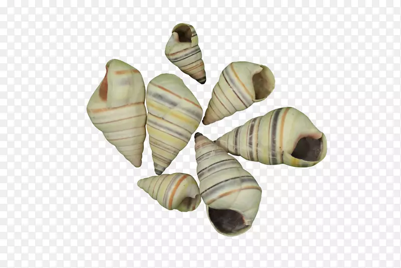 海贝壳树蜗牛鞋腹足壳加仑
