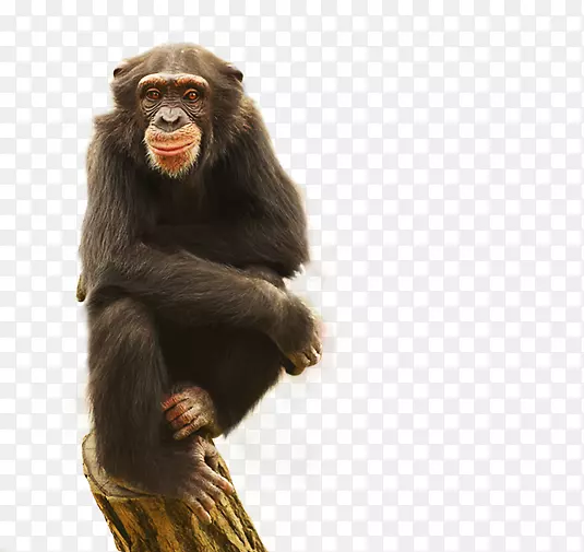 普通黑猩猩大猩猩猴子祝福大猩猩