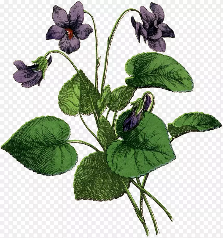 非洲紫罗兰画植物学插图-古典仙女