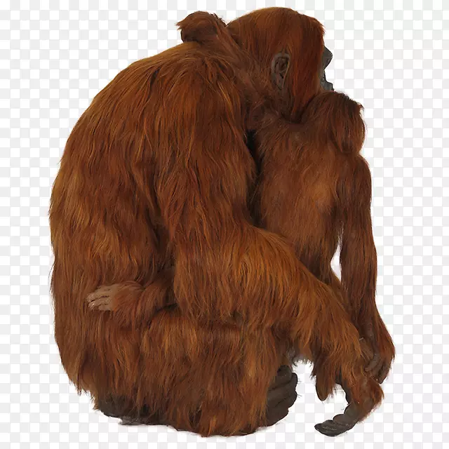 猩猩黑猩猩大猩猩灵长类-婆罗洲猩猩
