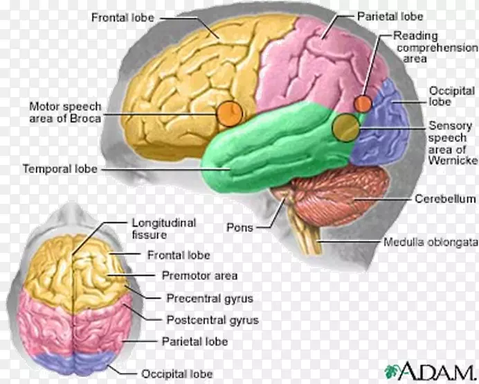 人脑人体解剖中枢神经系统-脑